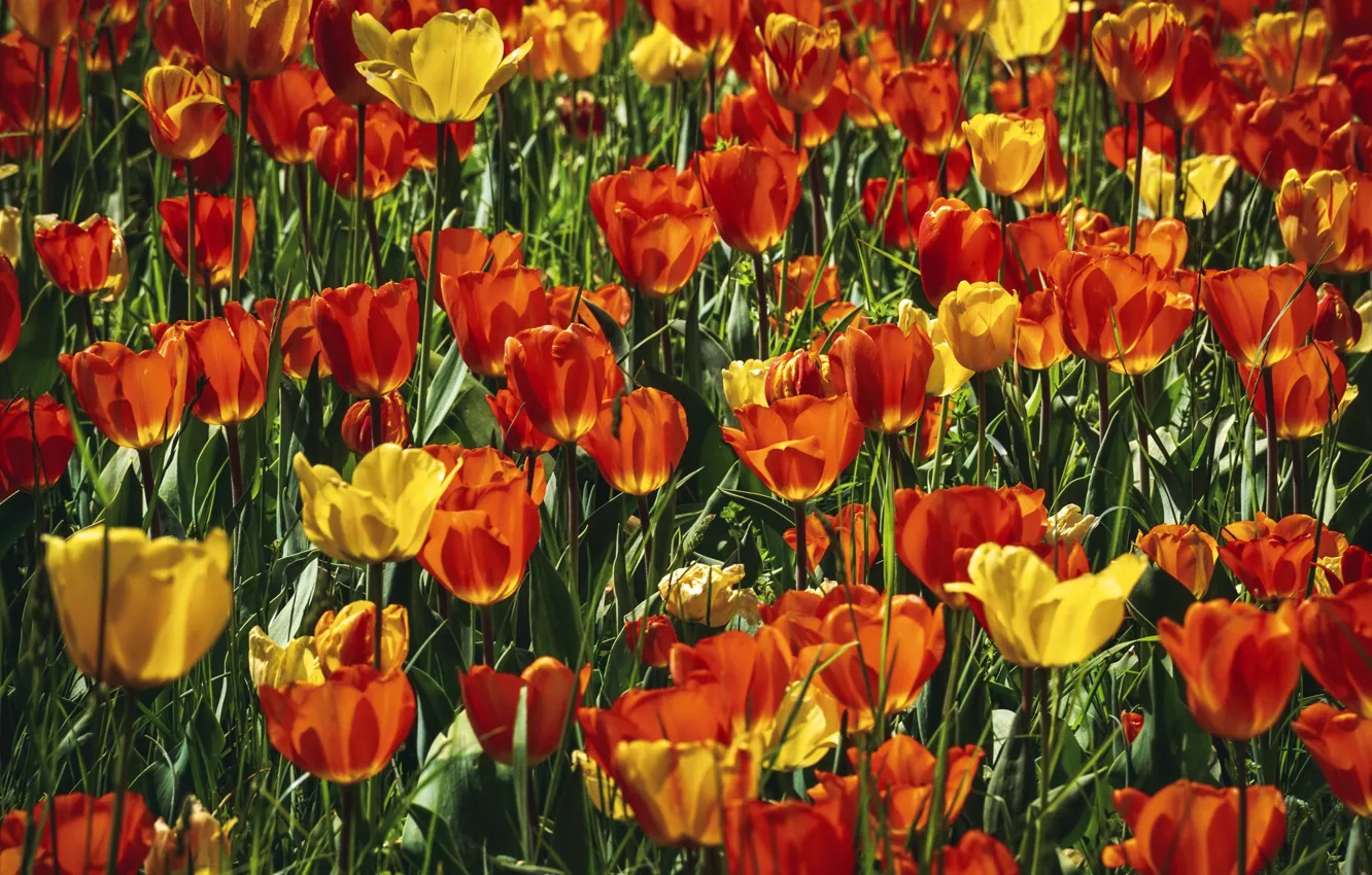 Фото обои поле, цветы, яркие, весна, желтые, тюльпаны, красные, бутоны