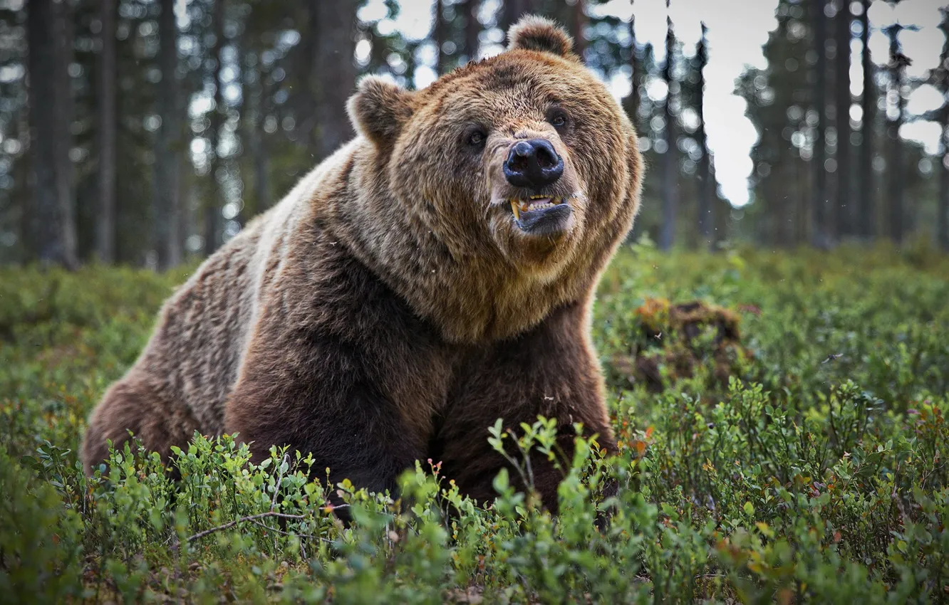 Фото обои лес, природа, улыбка, медведь, зверь, Топтыгин, Александр Перов