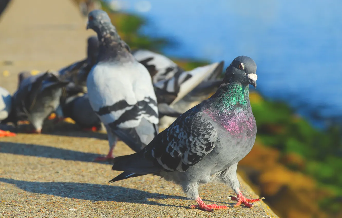 Фото обои bird, birds, pigeon