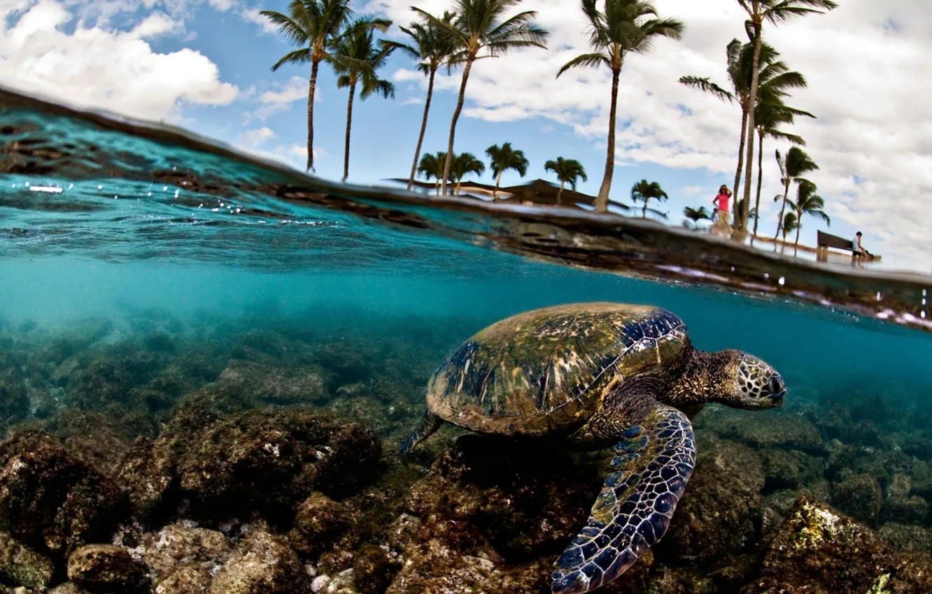 Фото обои море, пальмы, черепаха