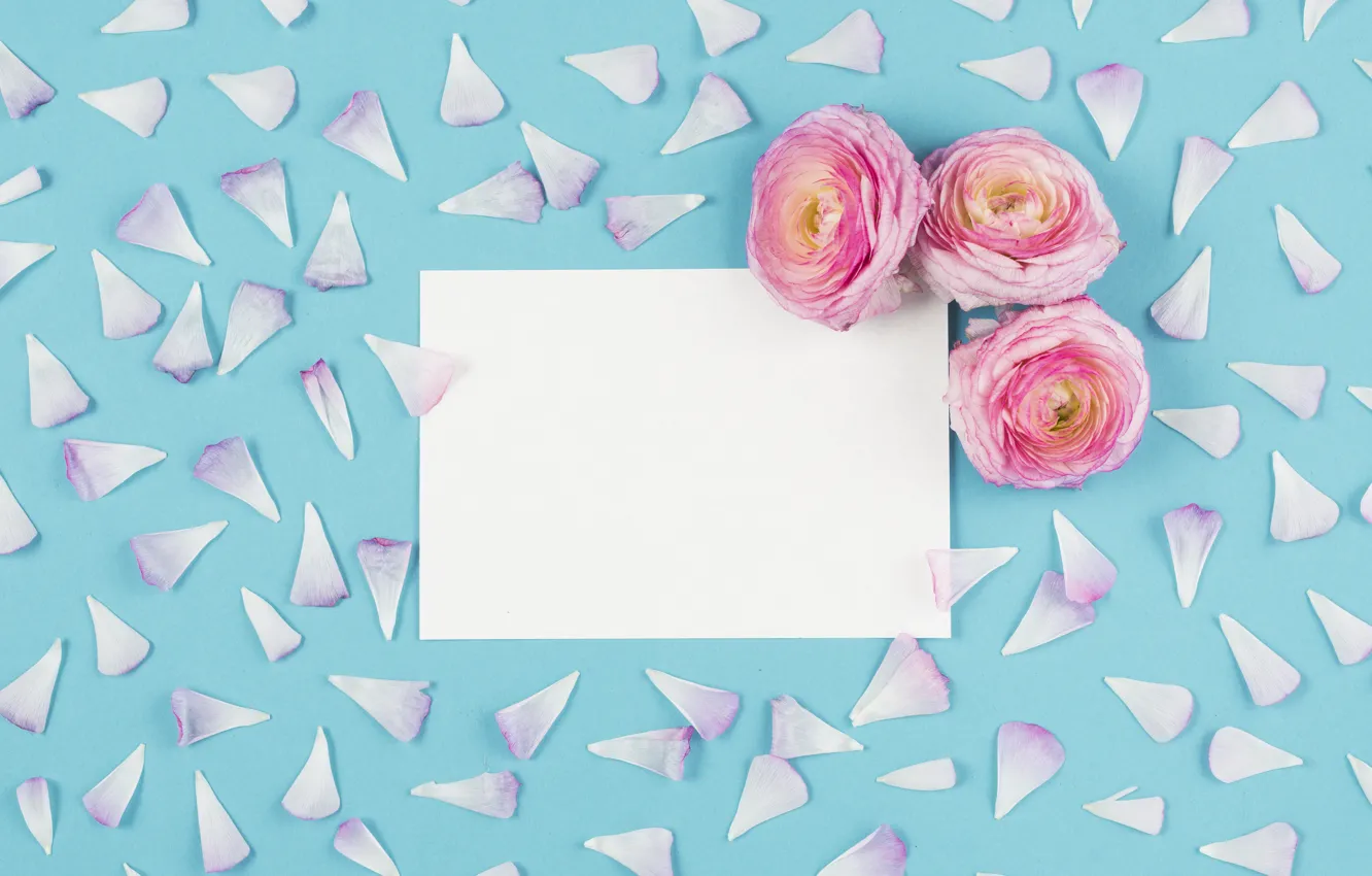 Фото обои цветы, Pink, лепестки, розовые, бутоны, Blue, blossom, flowers