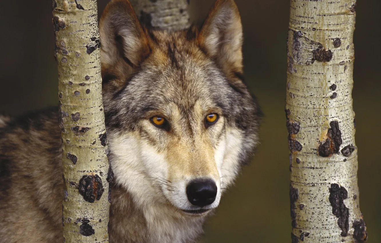 Фото обои лес, волк, хищник