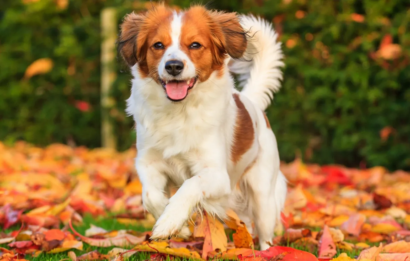 Фото обои осень, листья, радость, настроение, собака, Коикерхондье