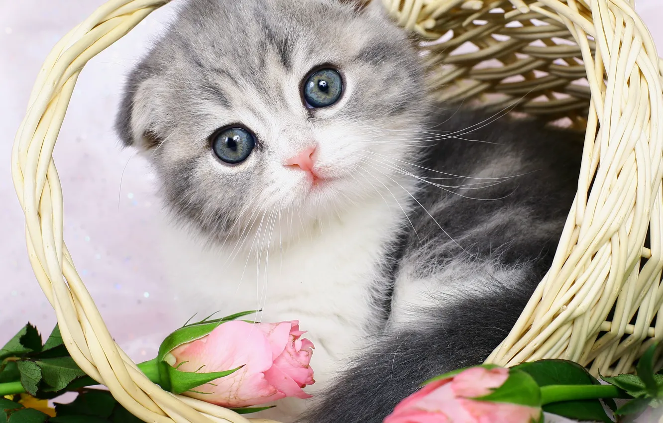 Фото обои кошка, взгляд, цветы, поза, котенок, серый, портрет, розы