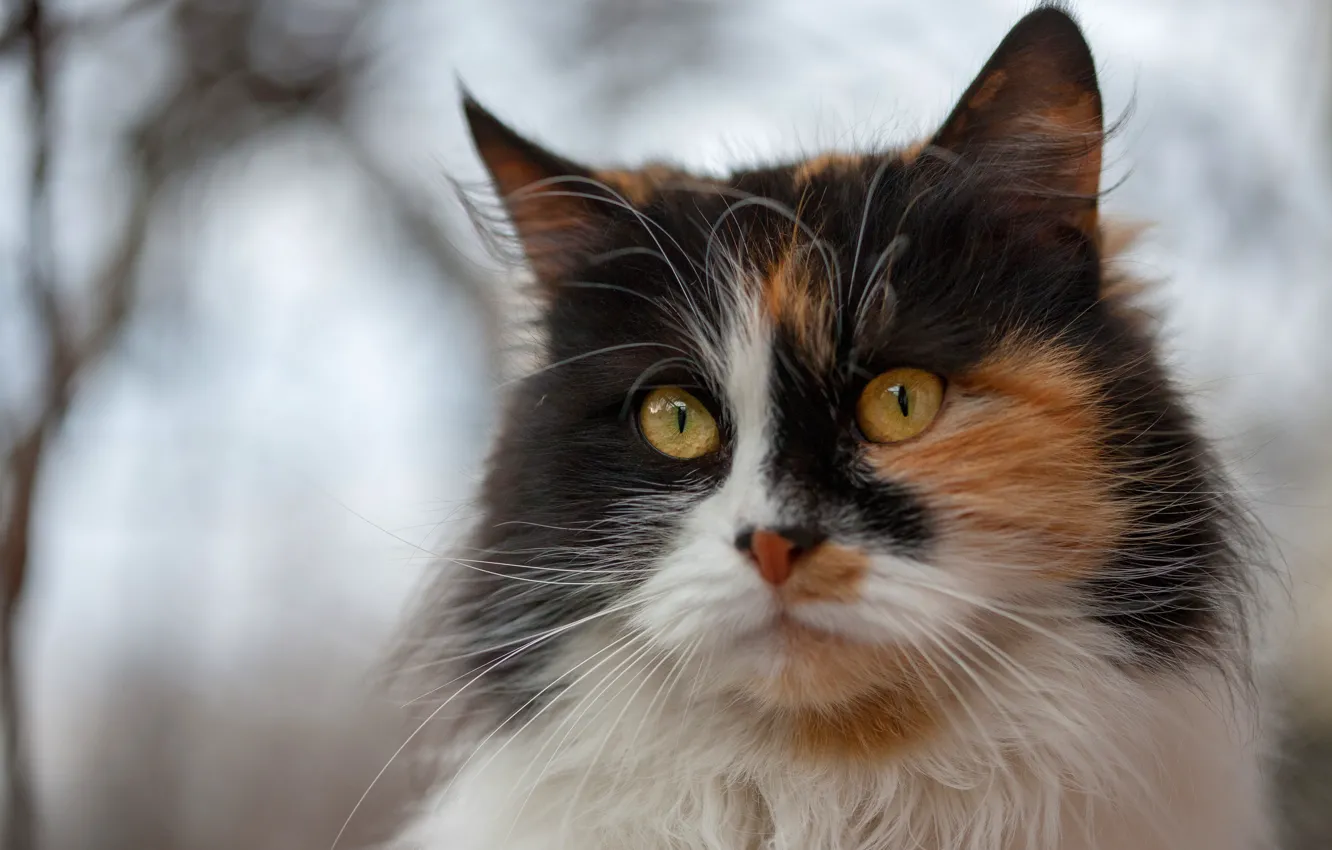 Фото обои кошка, глаза, кот, взгляд, морда, ветки, фон, портрет