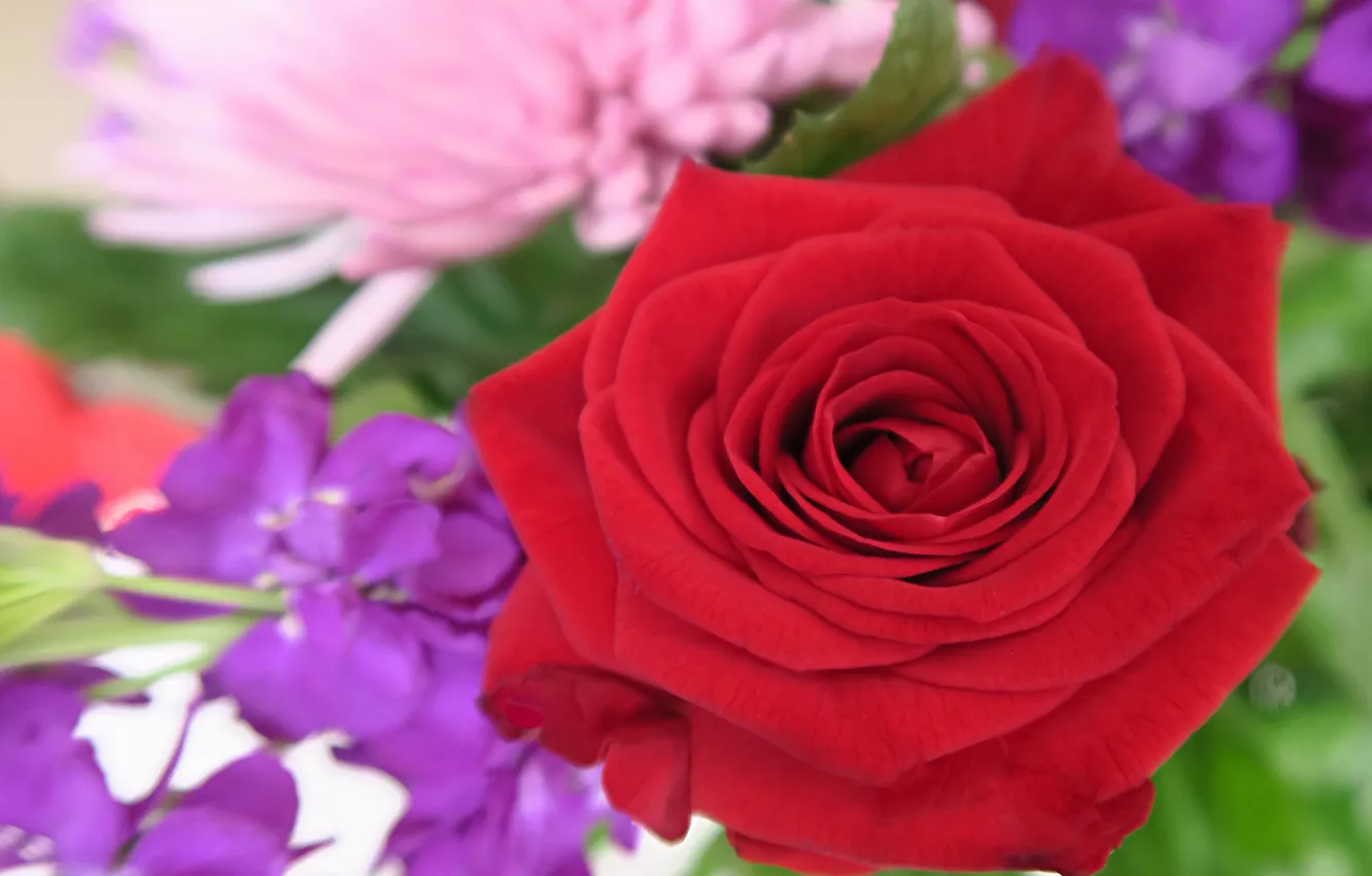 Фото обои макро, роза, бутон, красная роза, боке