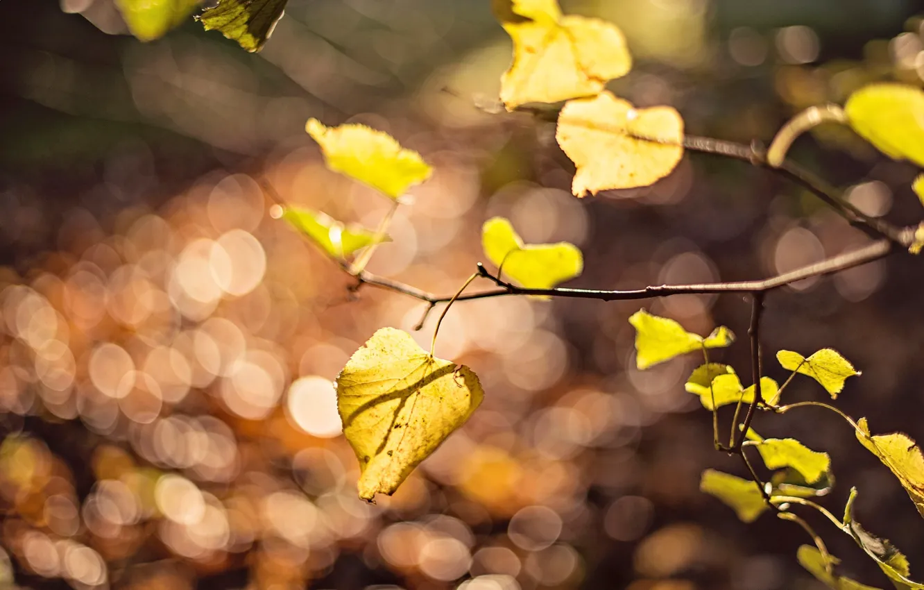 Фото обои листья, макро, желтый, фон, дерево, widescreen, обои, размытие