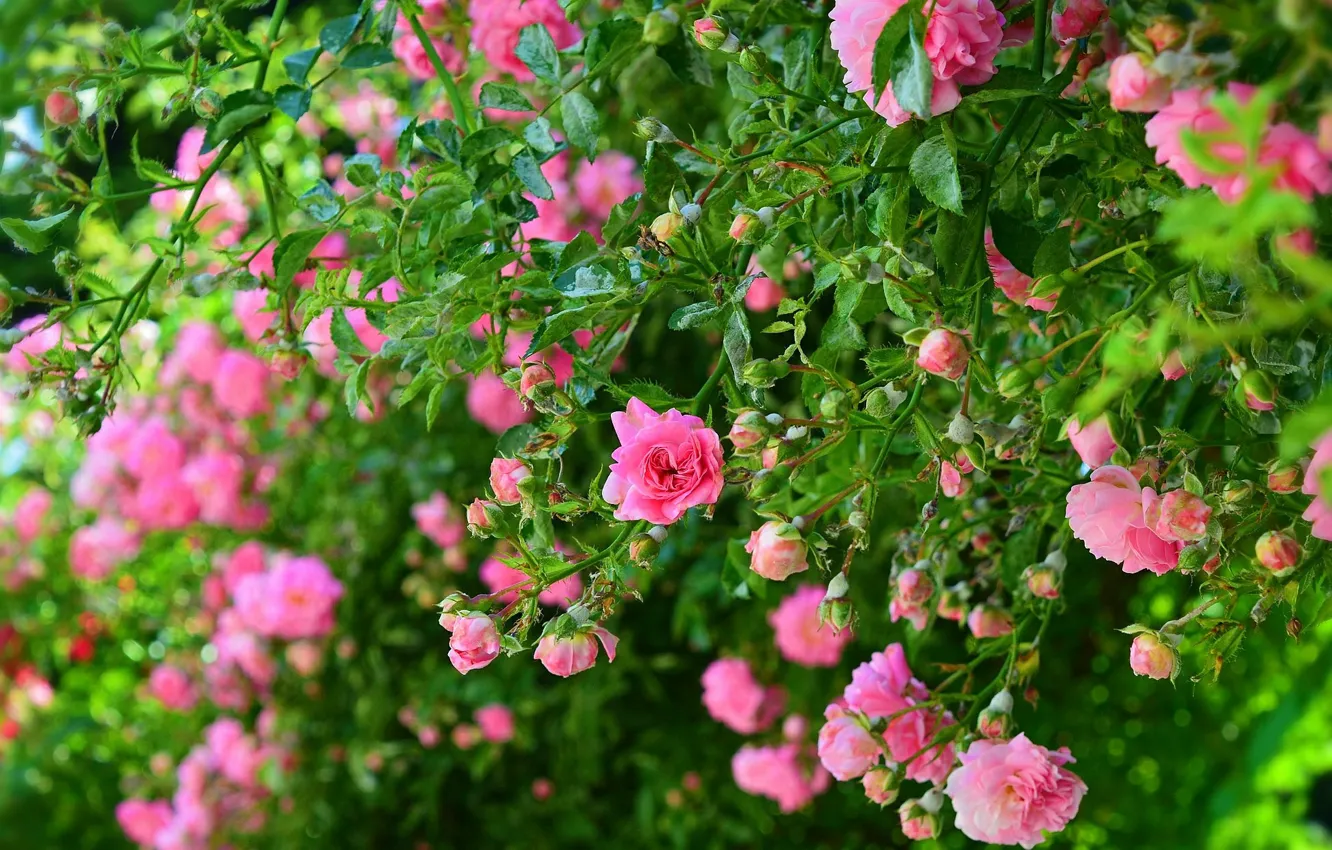 Фото обои Кусты, Pink roses, Розовые розы