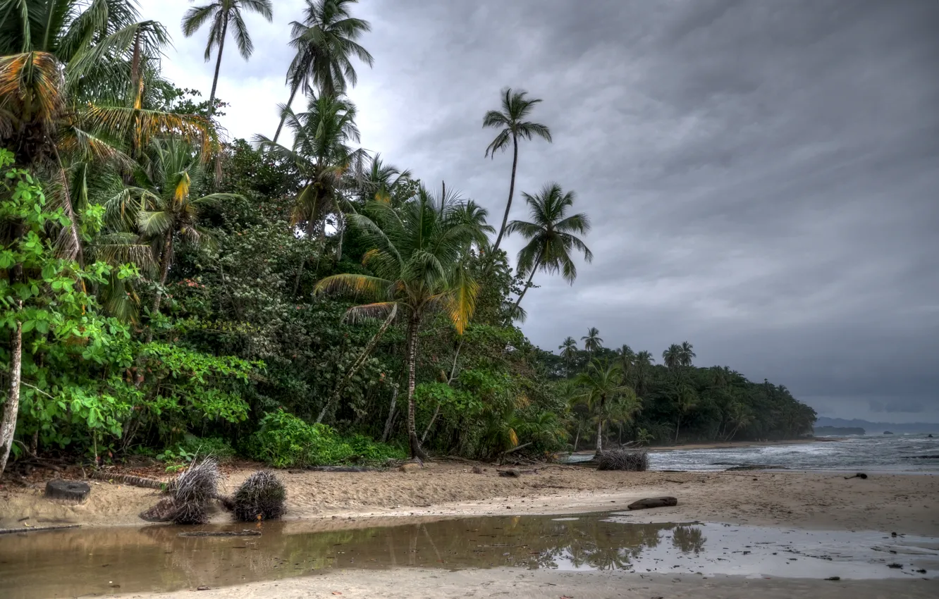 Фото обои пляж, деревья, тучи, пальмы
