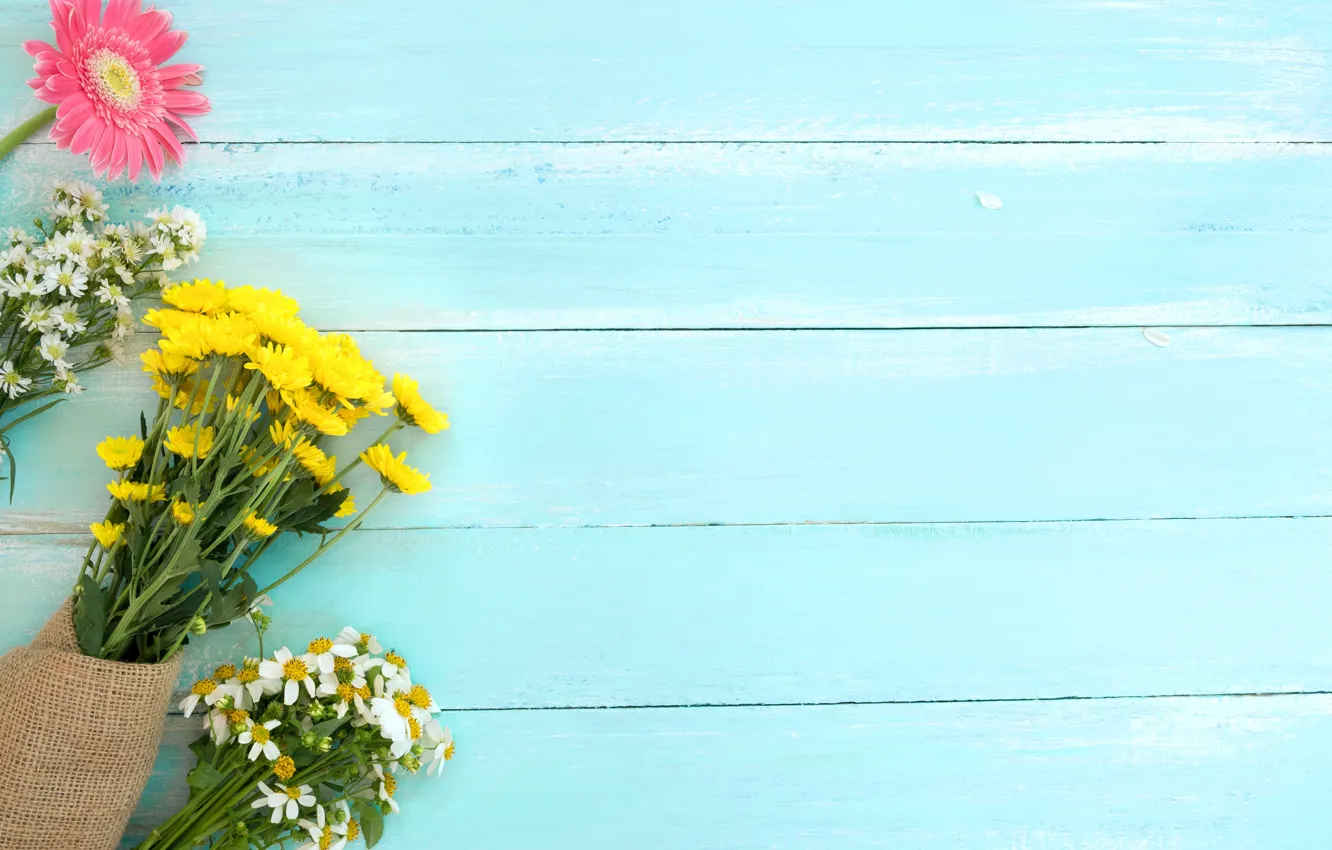 Фото обои цветы, ромашки, герберы, полевые цветы