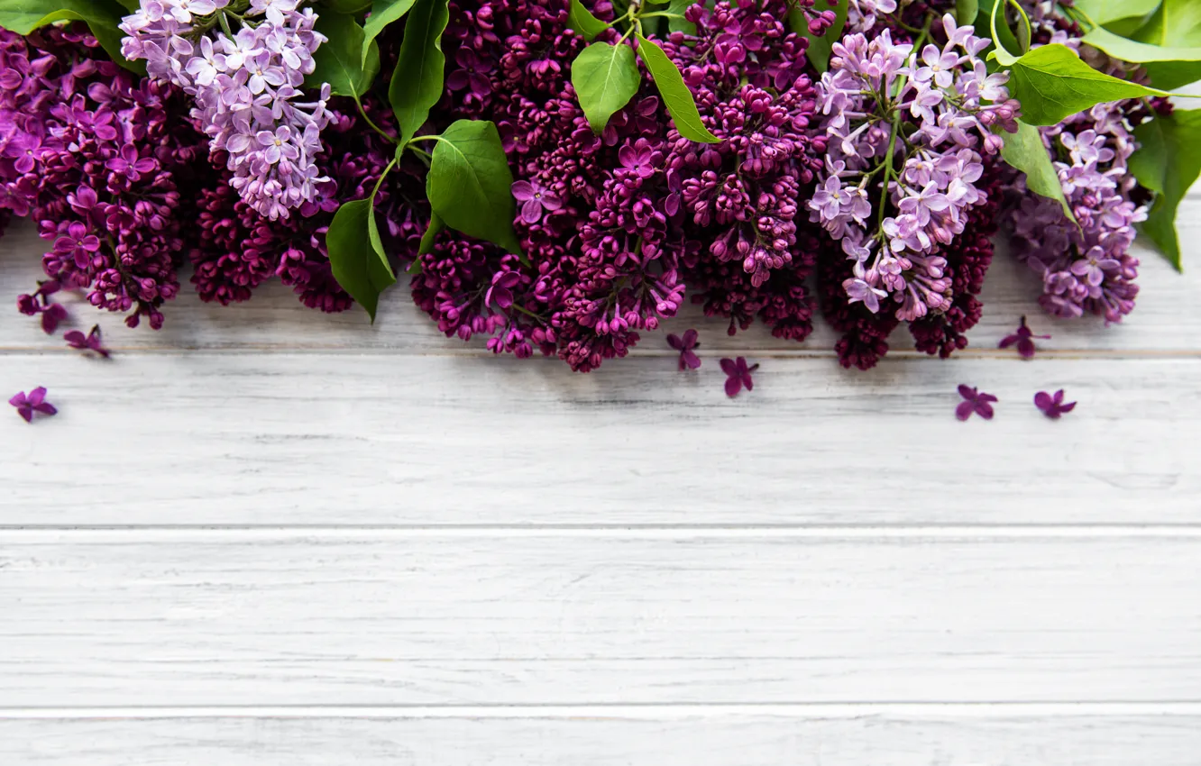 Фото обои цветы, ветки, wood, flowers, сирень, lilac