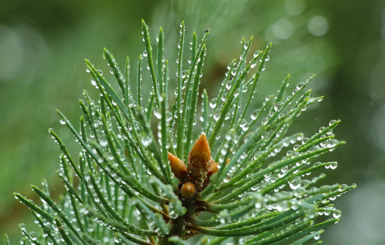 Фото обои water, drops, pine, twig