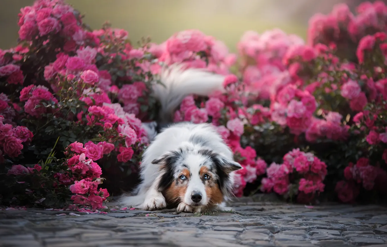 Фото обои цветы, розы, собака, Австралийская овчарка, Аусси, розовые кусты