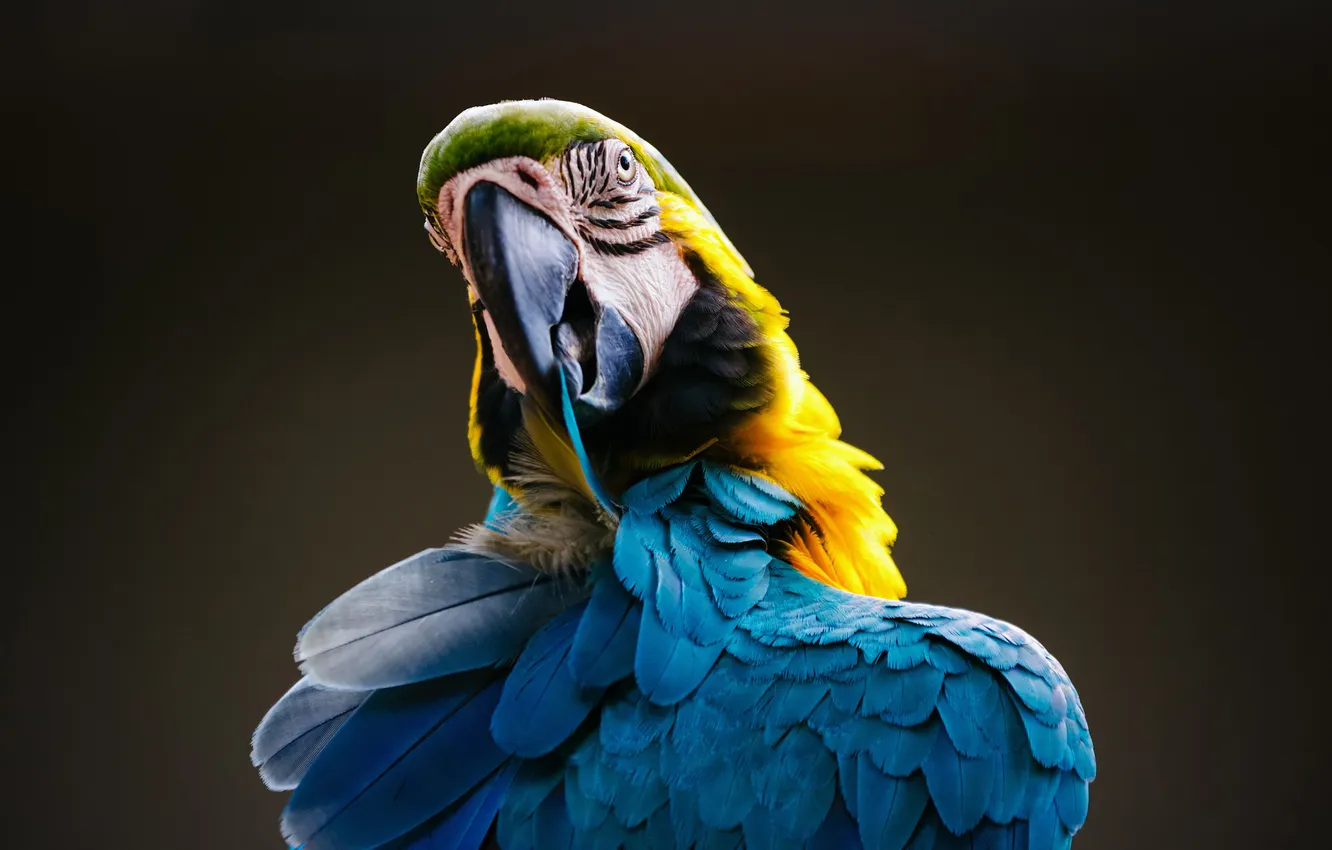 Фото обои yellow, blue, macaw, Ara ararauna