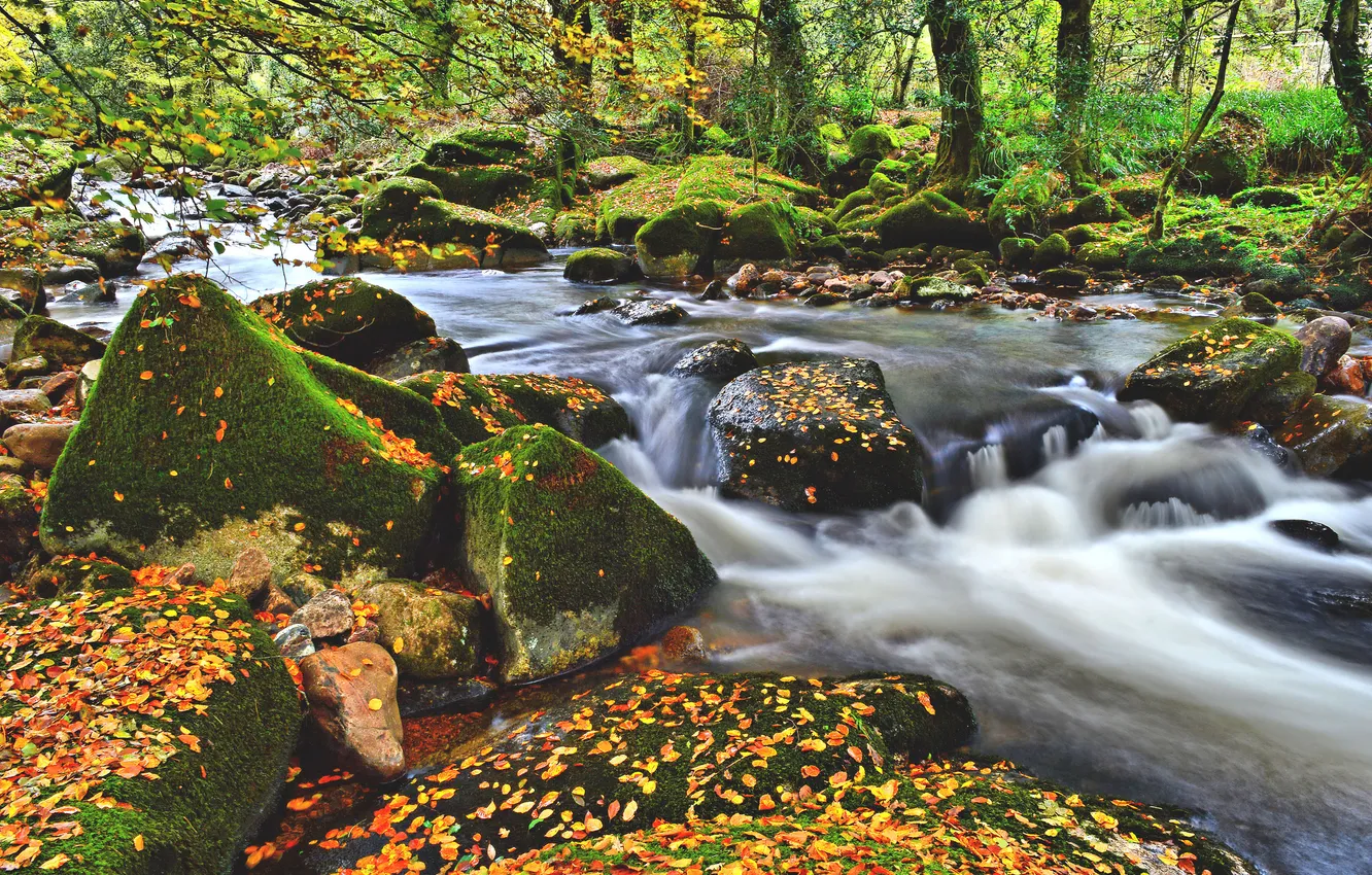 Фото обои осень, лес, листья, река, камни, мох