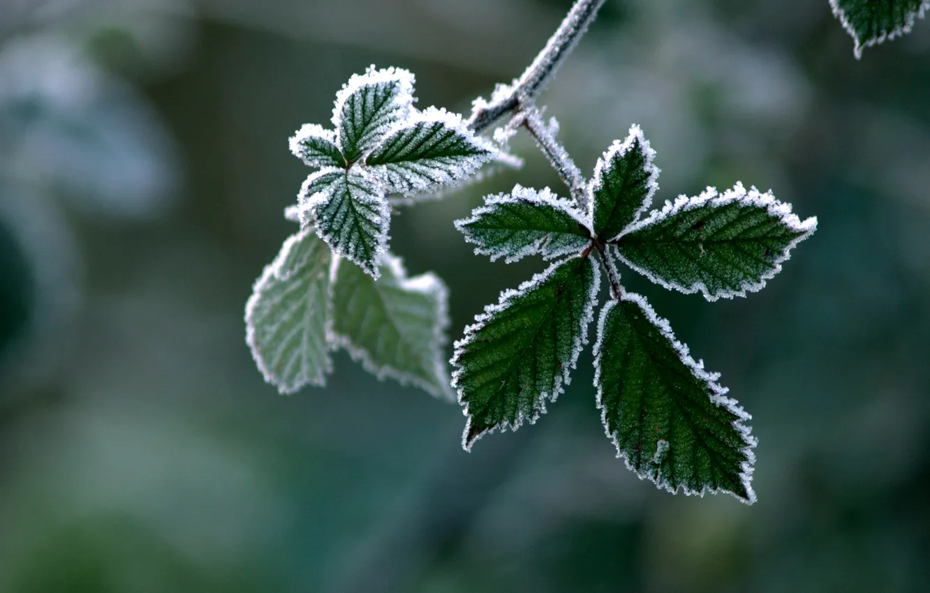 Фото обои макро, листва, ветка, мороз