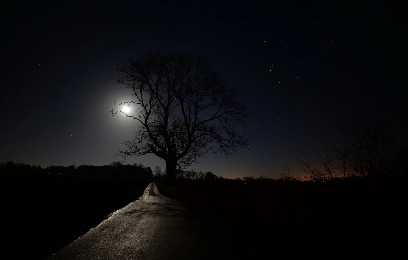 Фото обои дорога, ночь, дерево