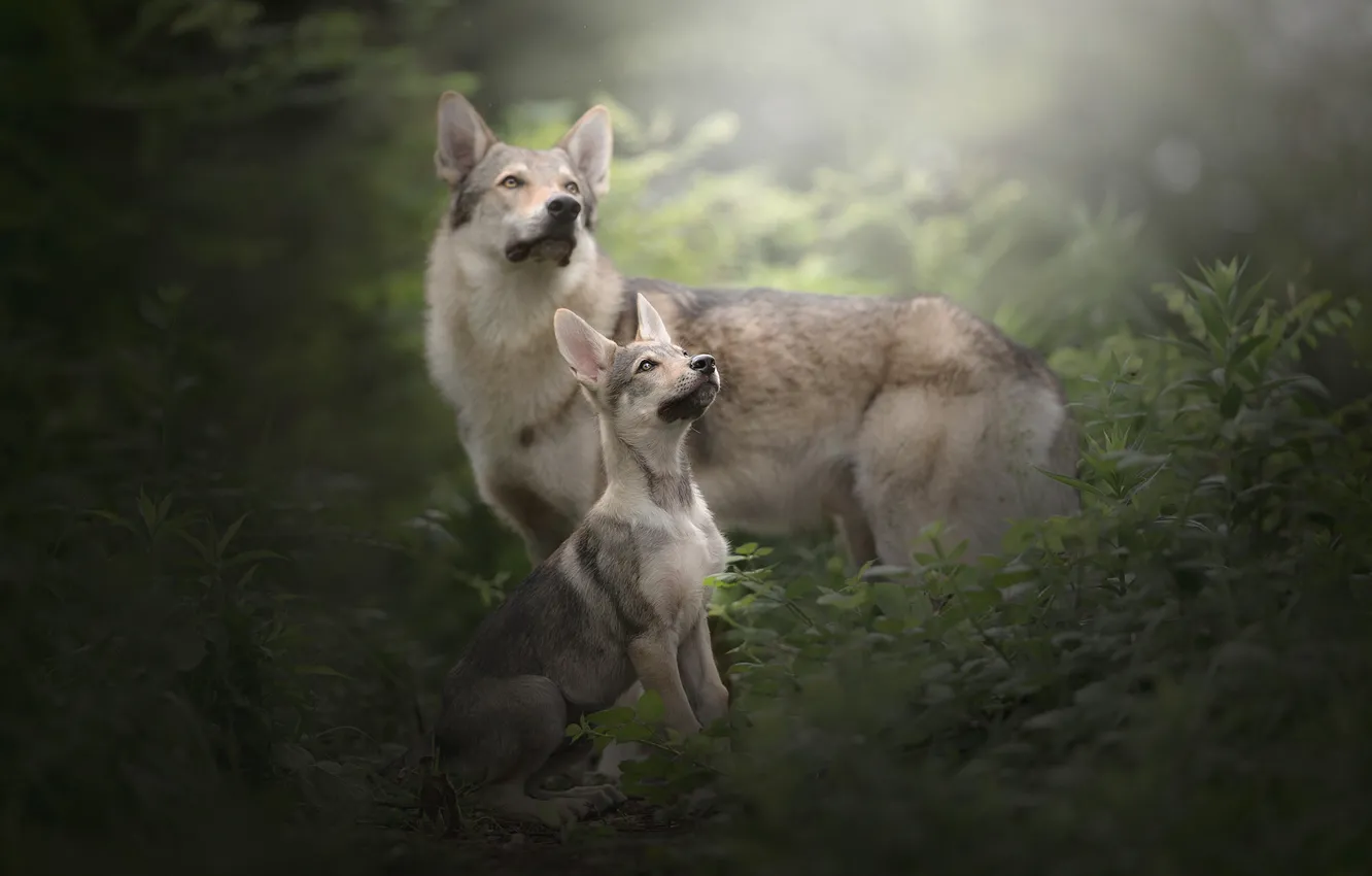 Фото обои собаки, трава, щенок, Чехословацкий влчак, Чехословацкая волчья собака