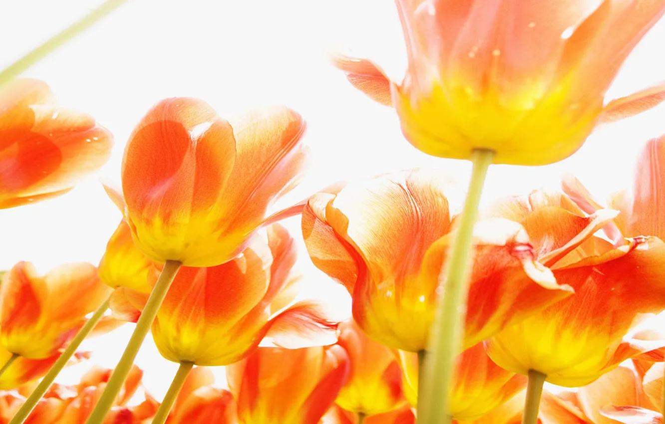 Фото обои цветы, красиво, ярко, оранжевые, куча