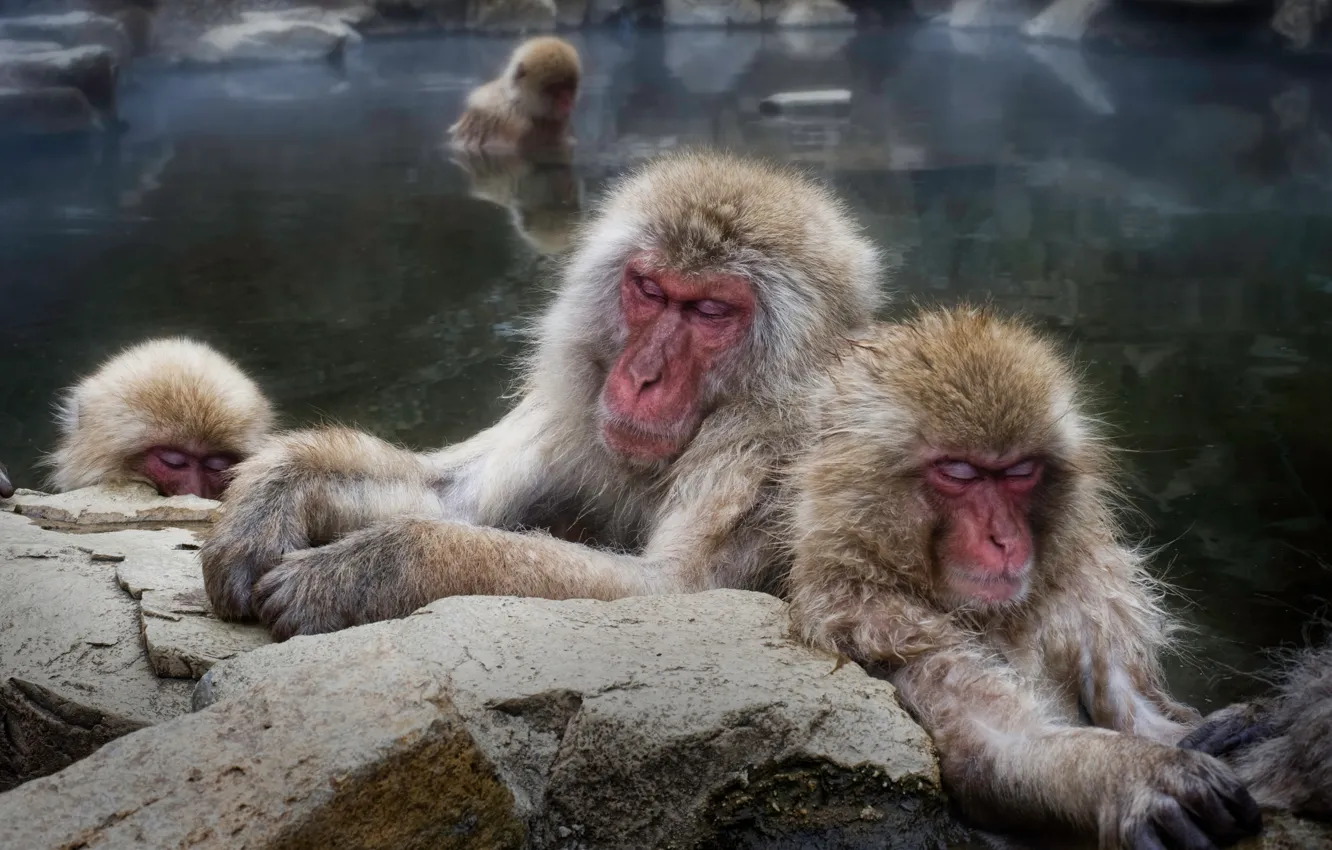 Фото обои камни, макаки, отдых, сон, купание, обезьяна, обезьяны, водоем