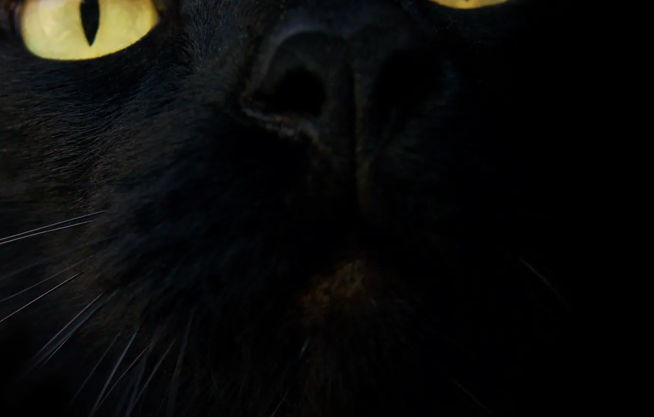 Фото обои кошка, глаза, морда, черный