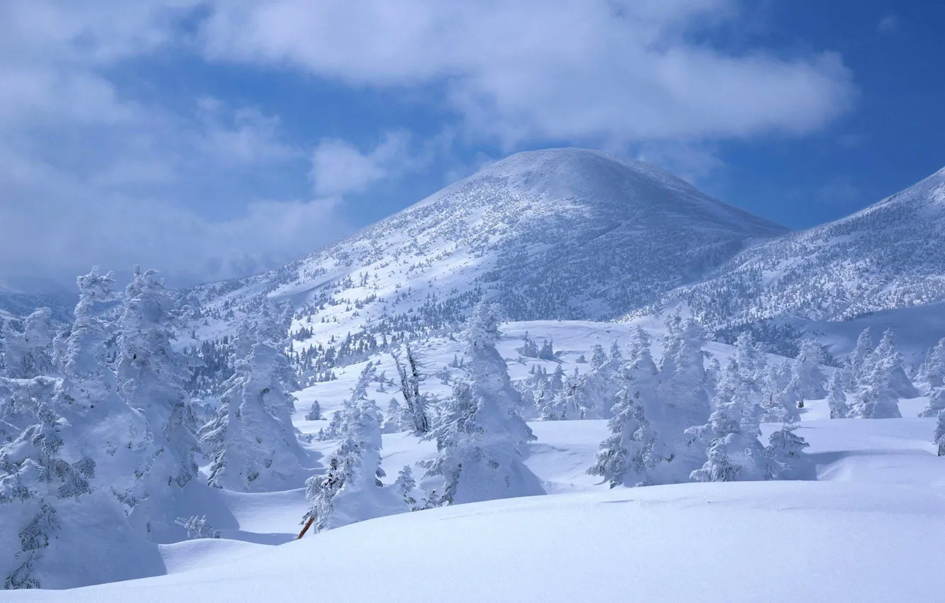 Фото обои зима, лес, небо, облака, снег, деревья, горы, ель