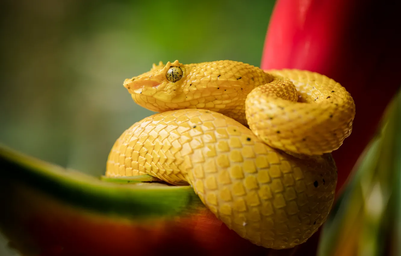 Фото обои природа, змея, жёлтая