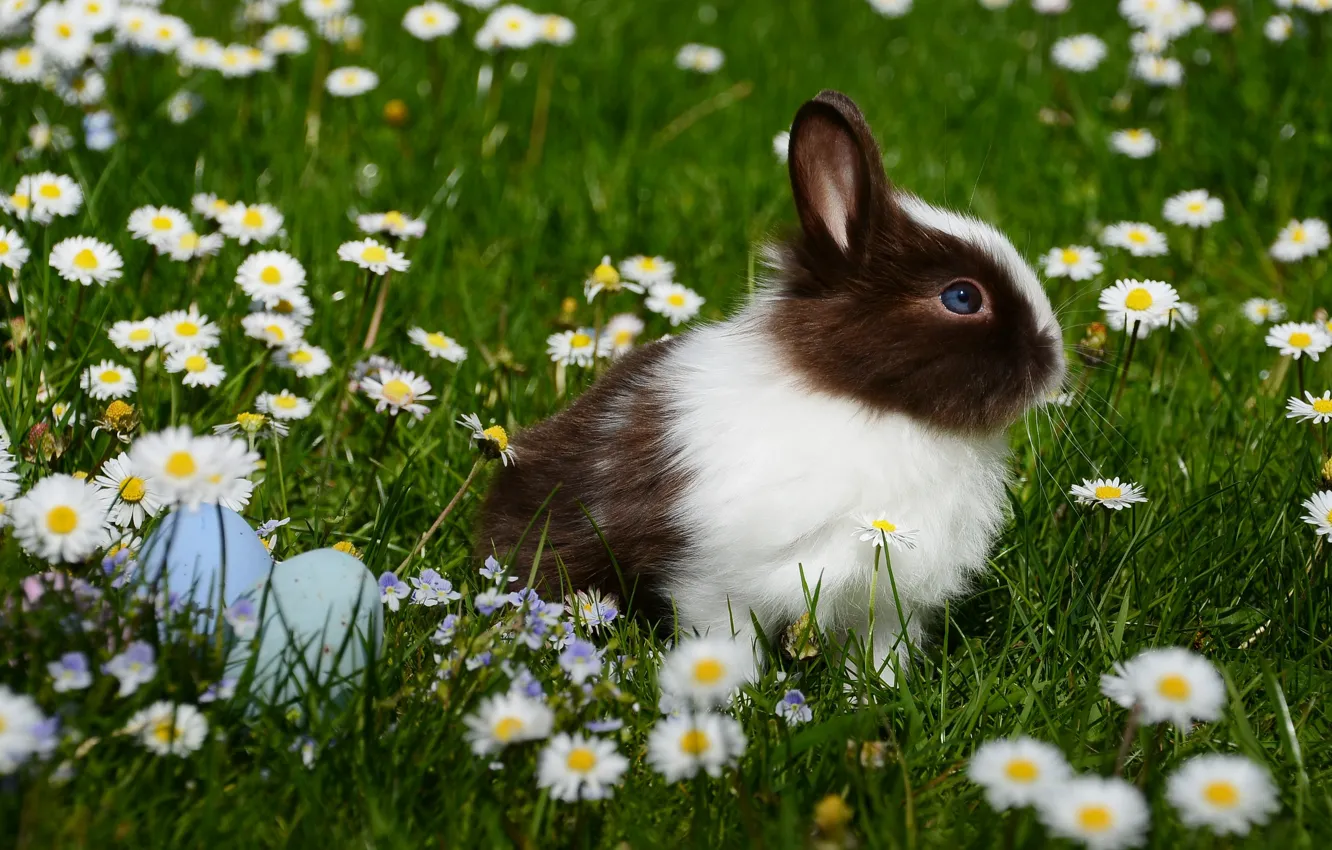 Фото обои трава, цветы, животное, ромашки, яйца, кролик, Пасха, крашенки