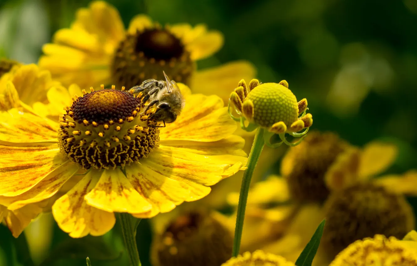Фото обои макро, цветы, пчела, лепестки, насекомое