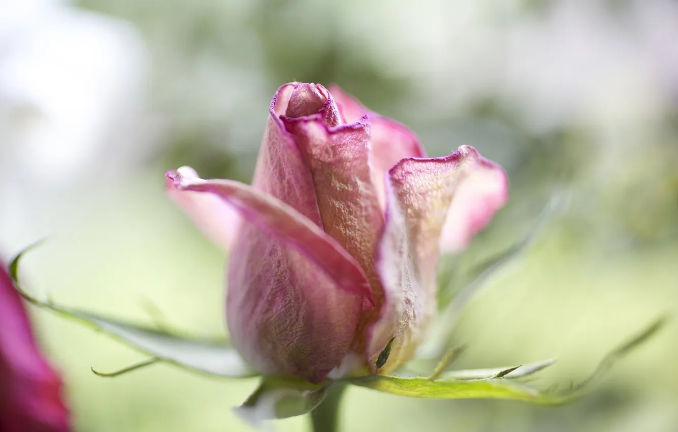 Фото обои цветок, макро, роза, лепестки, бутон