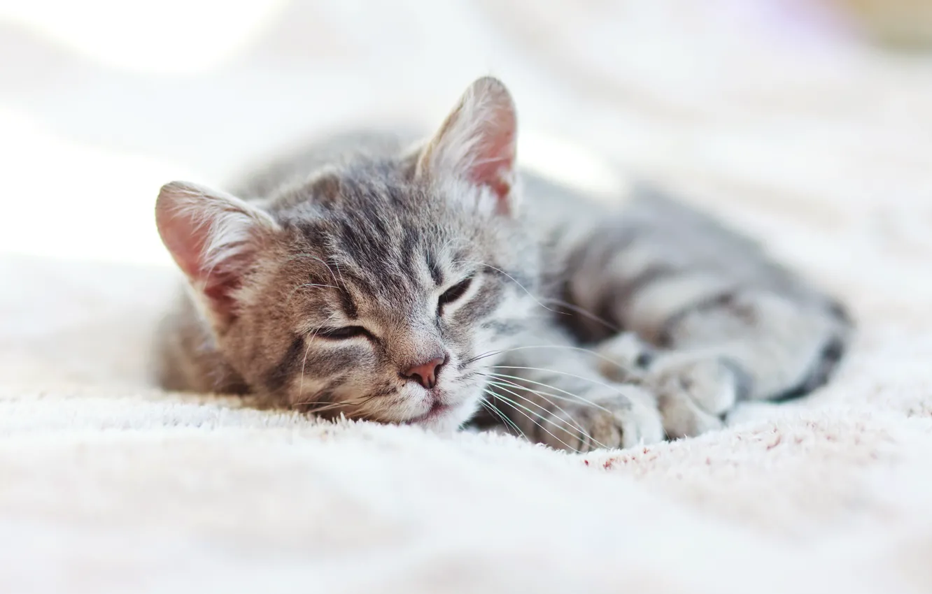 Фото обои кошка, спит, cat, sleep, kittens