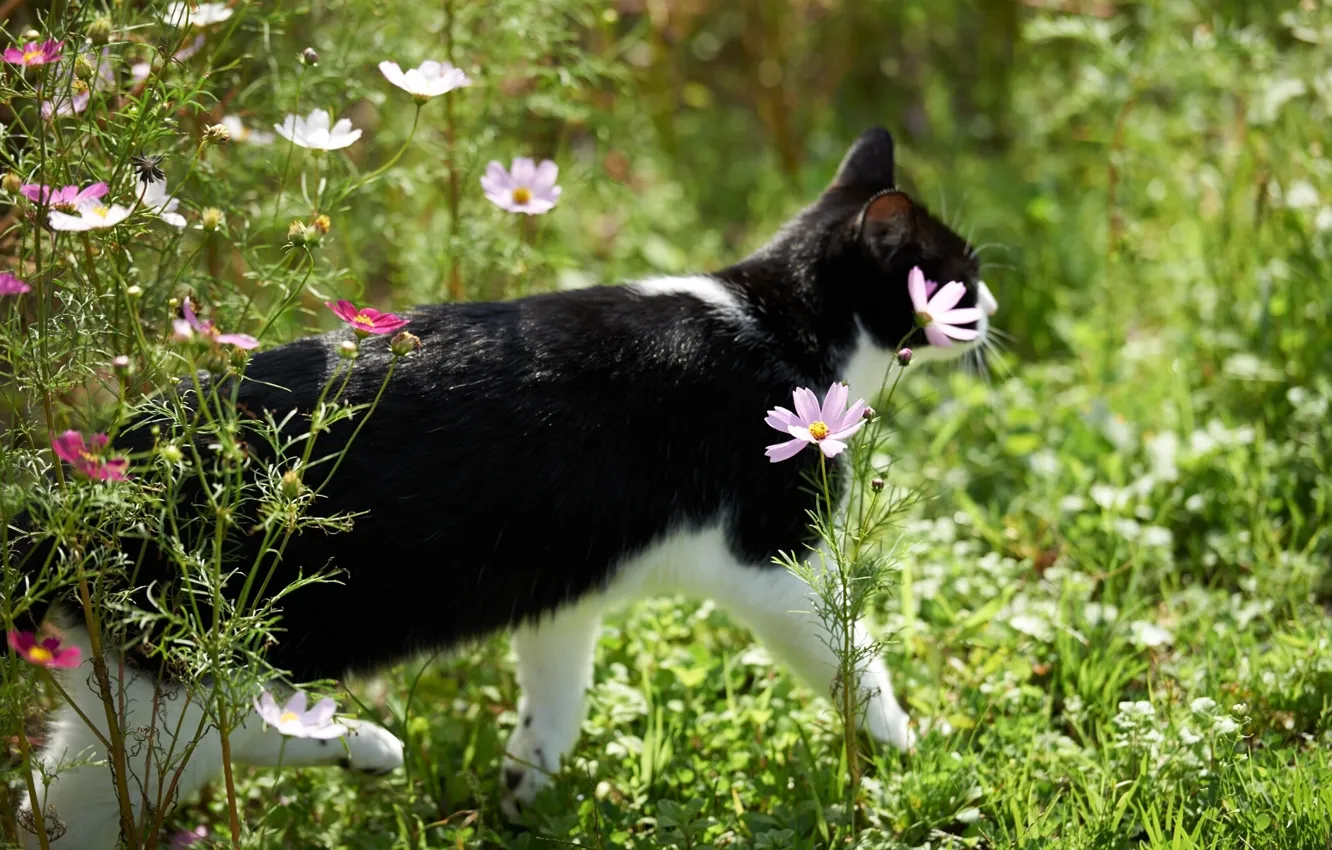 Фото обои кошка, цветы, космея