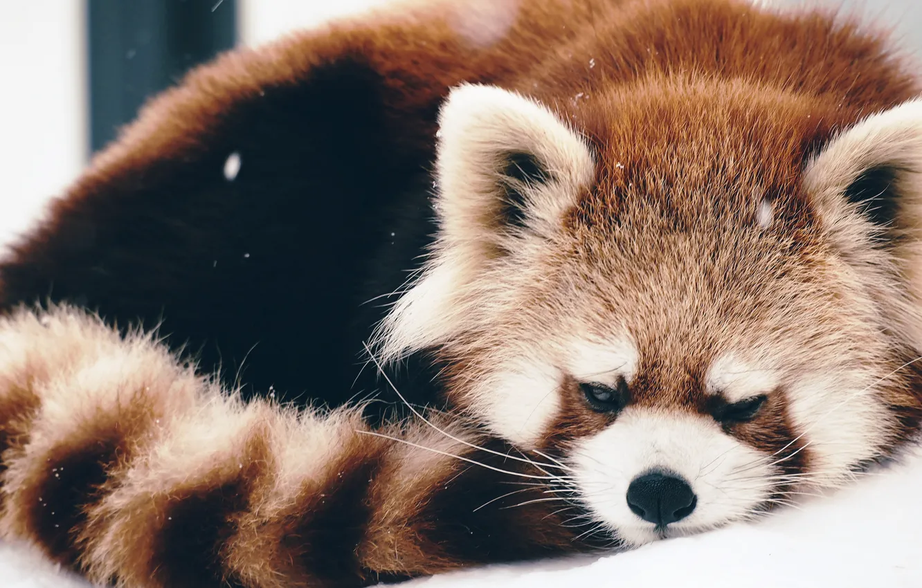 Фото обои спит, firefox, Красная панда