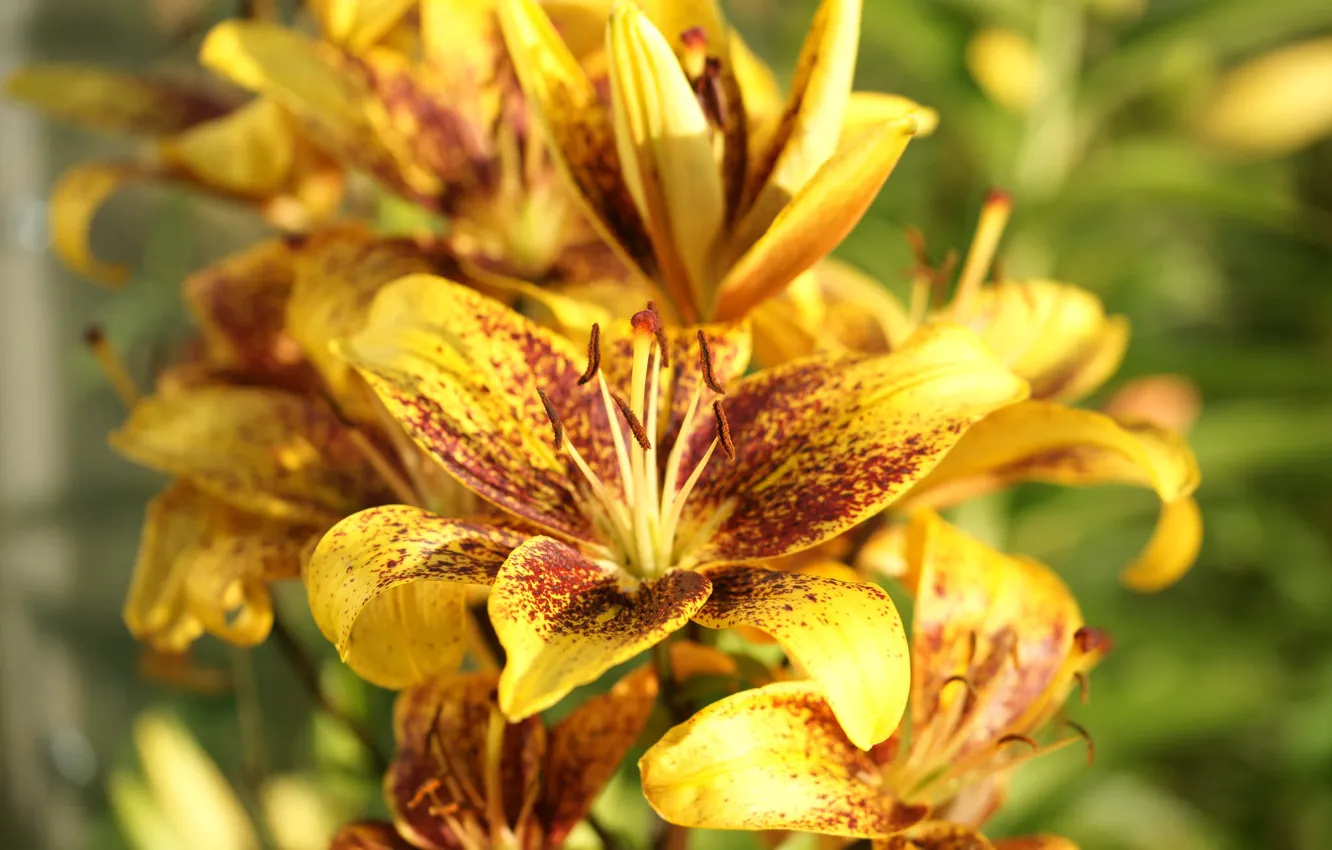 Фото обои лилии, лепестки, цветение, Lily, petals, bloom