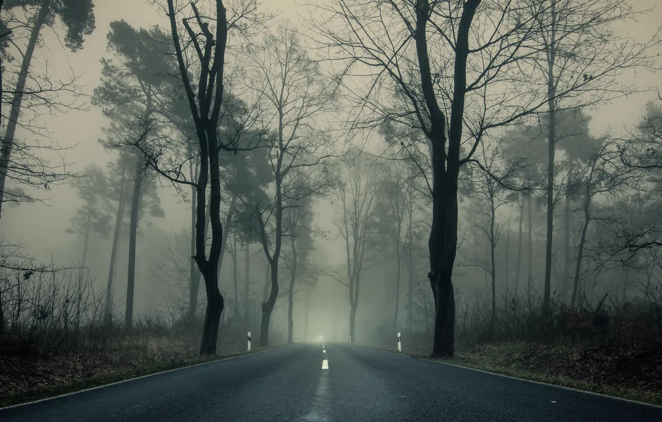 Фото обои дорога, осень, деревья, ветки, туман, парк, пасмурно, шоссе