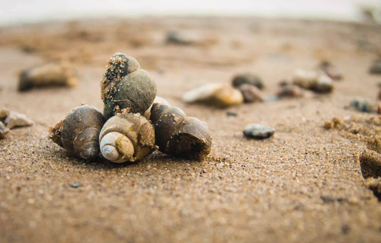 Фото обои песок, пляж, день, ракушки, камушки