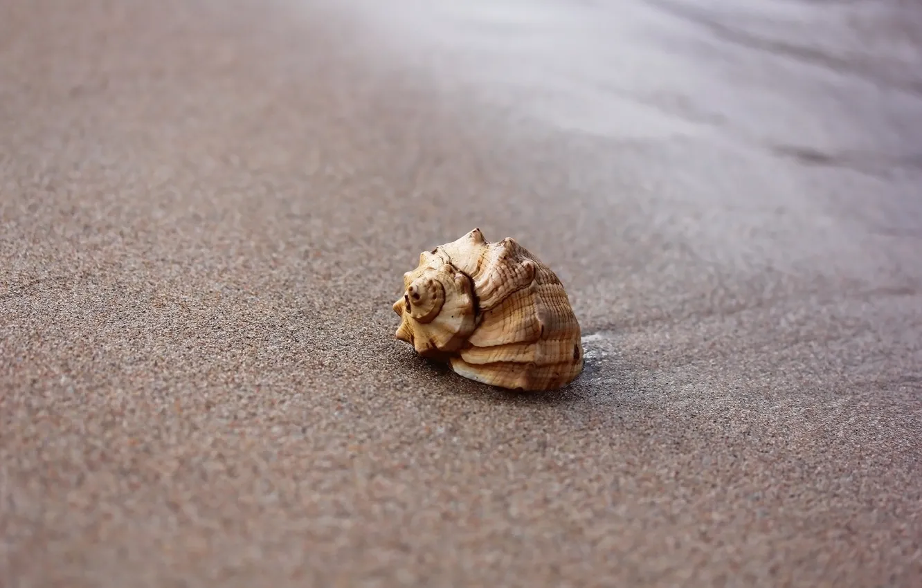 Фото обои песок, пляж, фон, ракушка