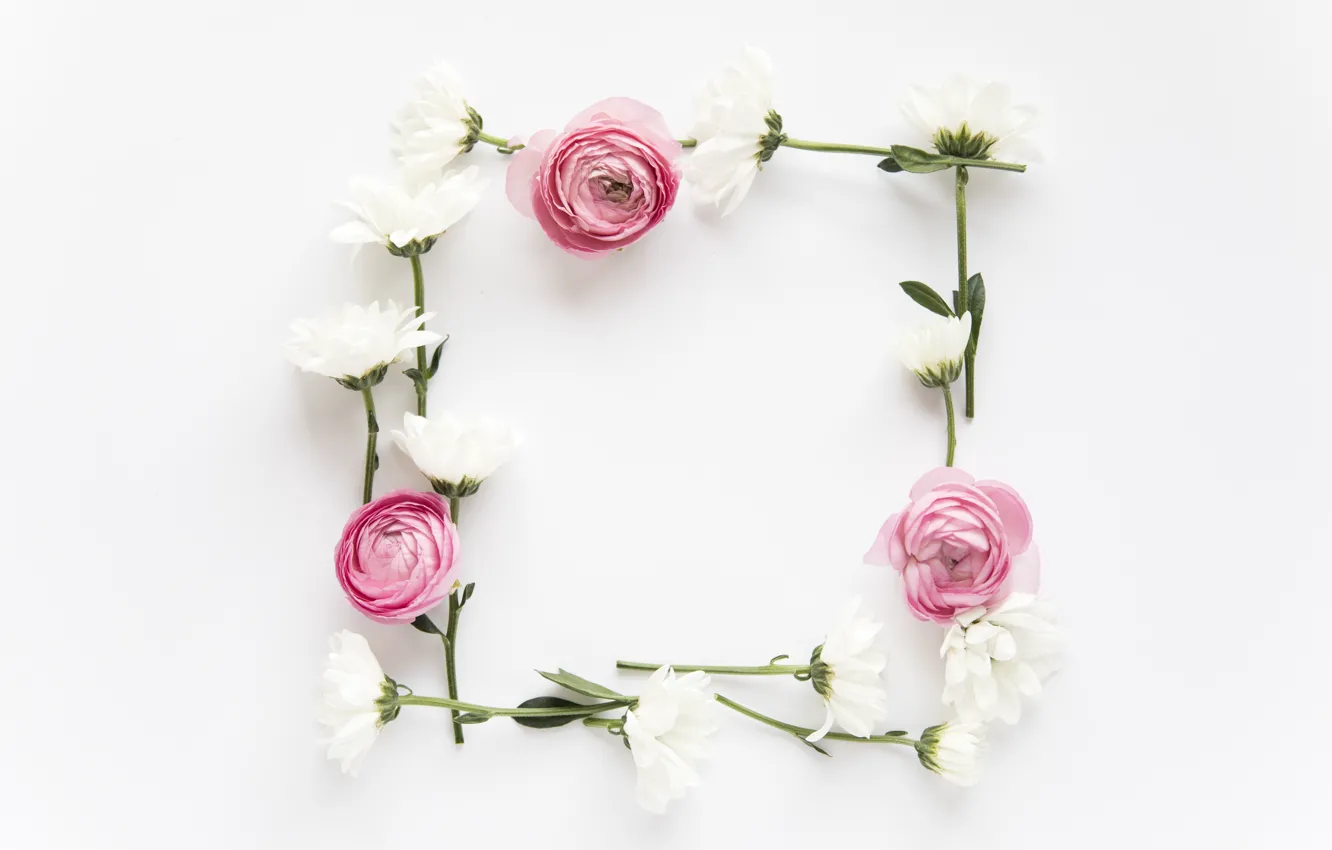 Фото обои цветы, розовые, хризантемы, pink, flowers, пионы, peonies