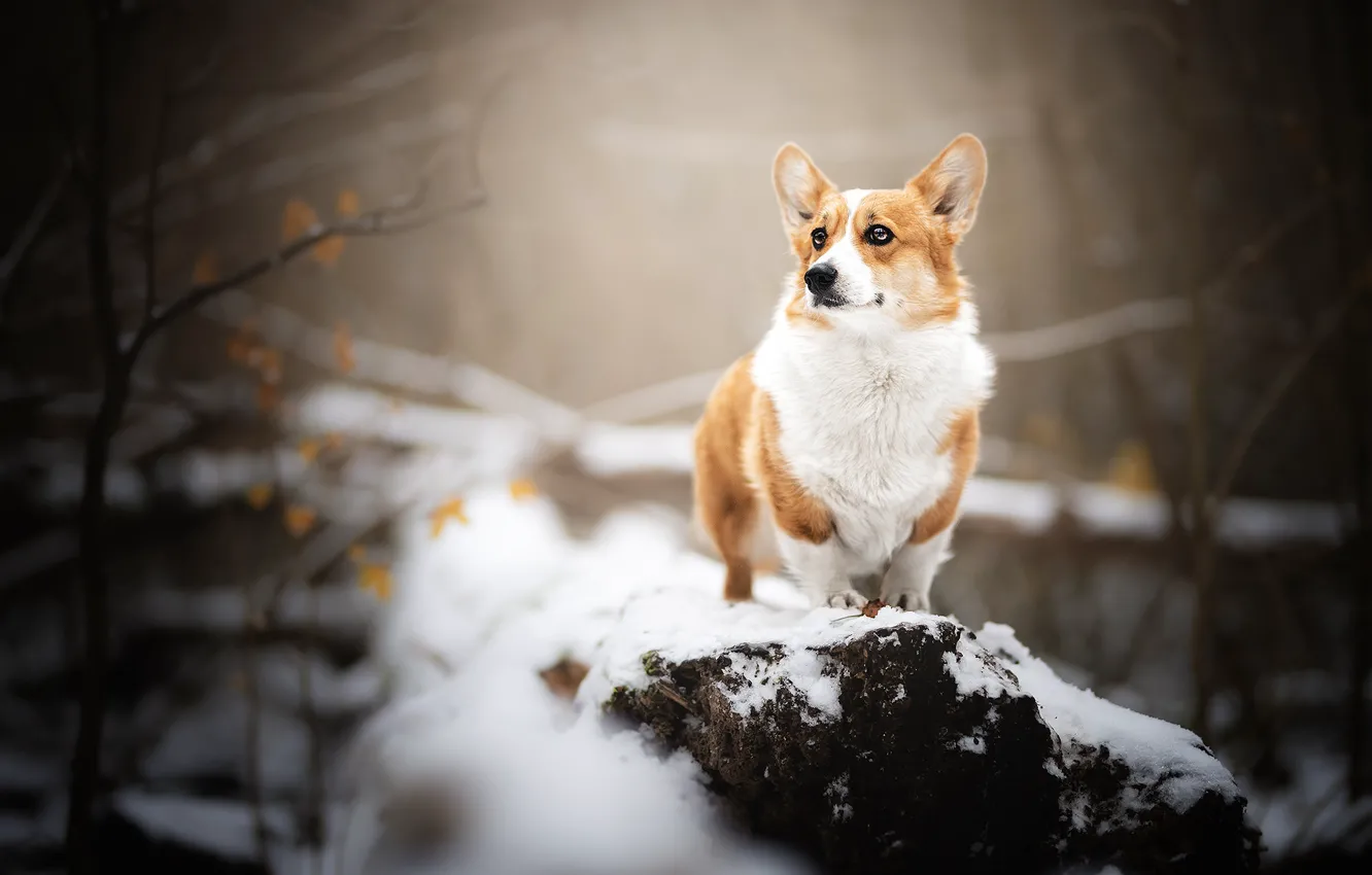 Фото обои снег, собака, Вельш-корги