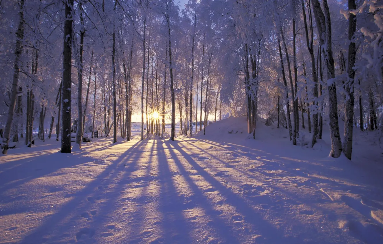 Фото обои зима, иней, лес, солнце, снег, деревья. лучи