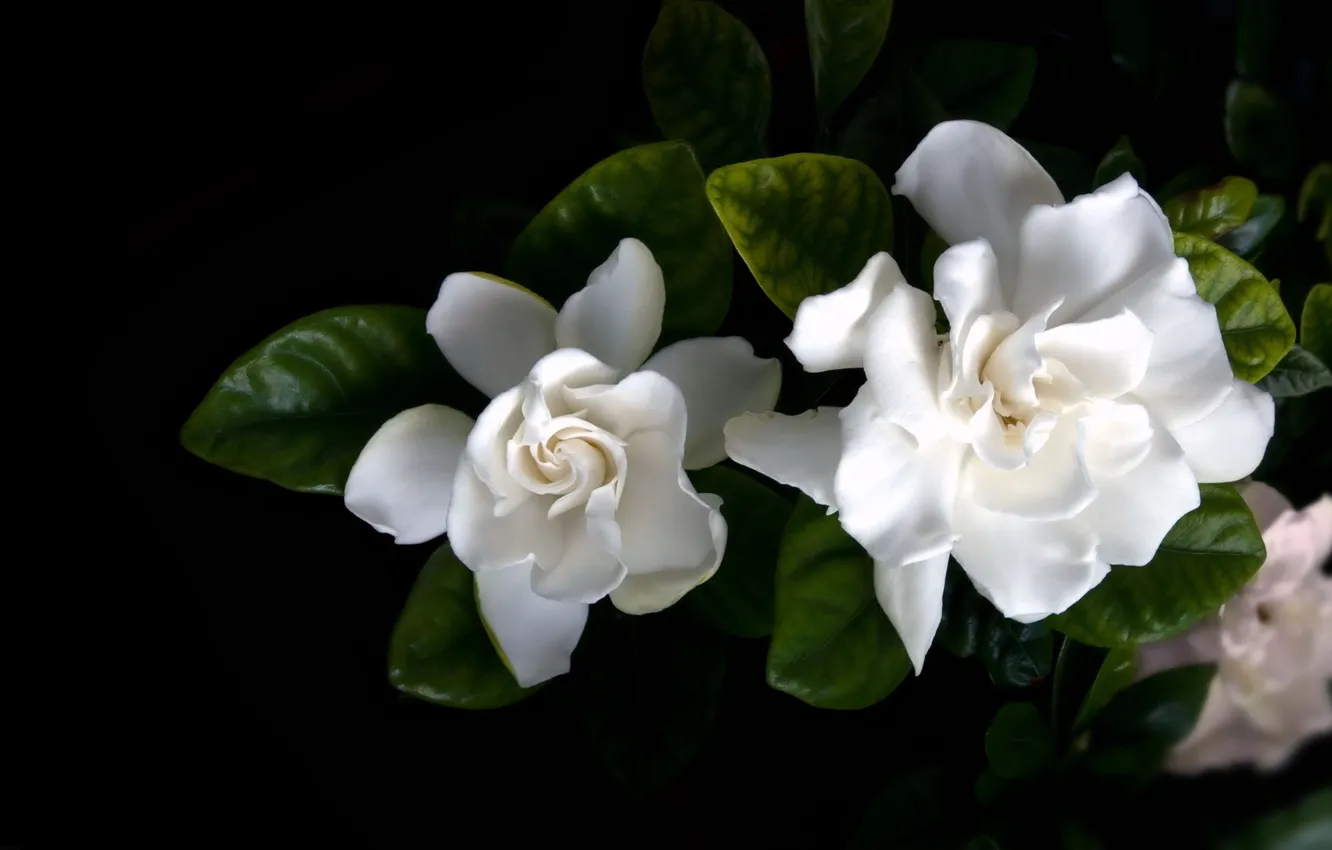Фото обои цветы, природа, черное и белое