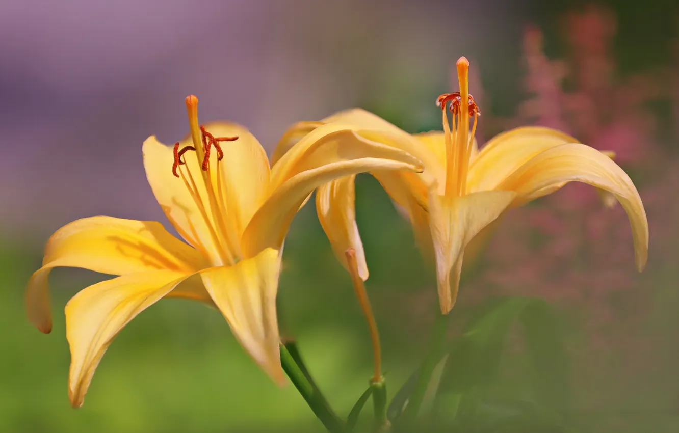 Фото обои цветы, природа, Yellow Lilies