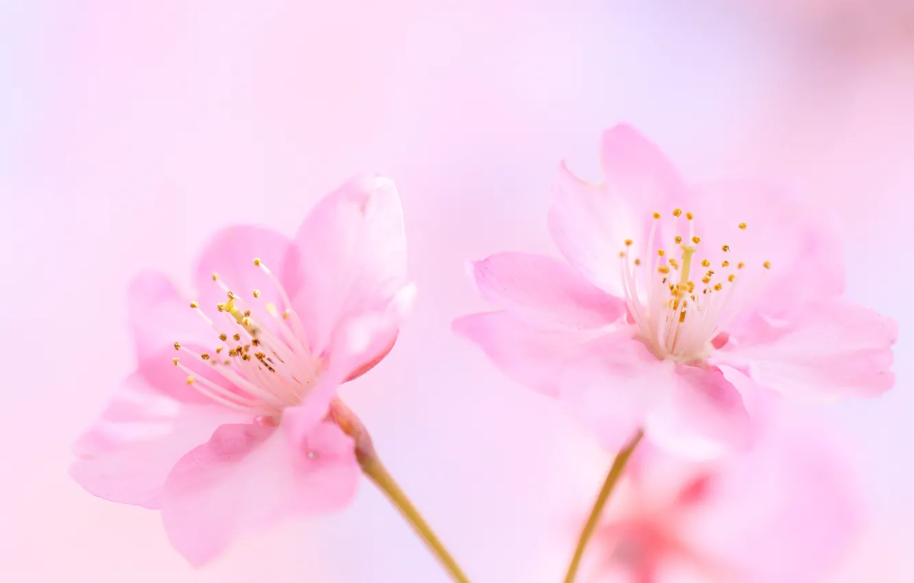 Фото обои цветы, вишня, фон, розовые