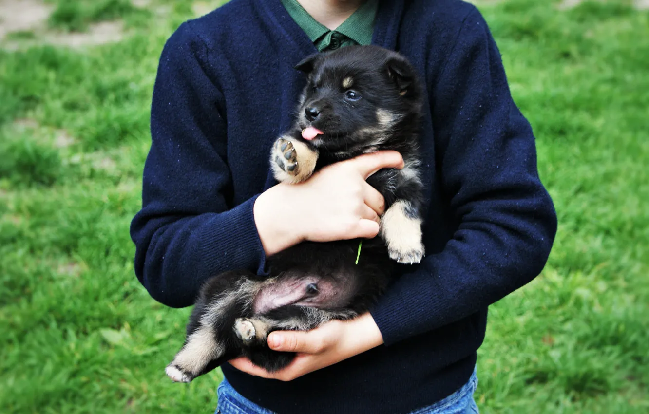 Фото обои обои, собака, мальчик, маленький, grass, dog, boy, пёс