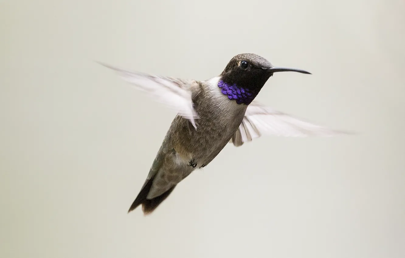 Фото обои bird, flight, wings, hummingbird