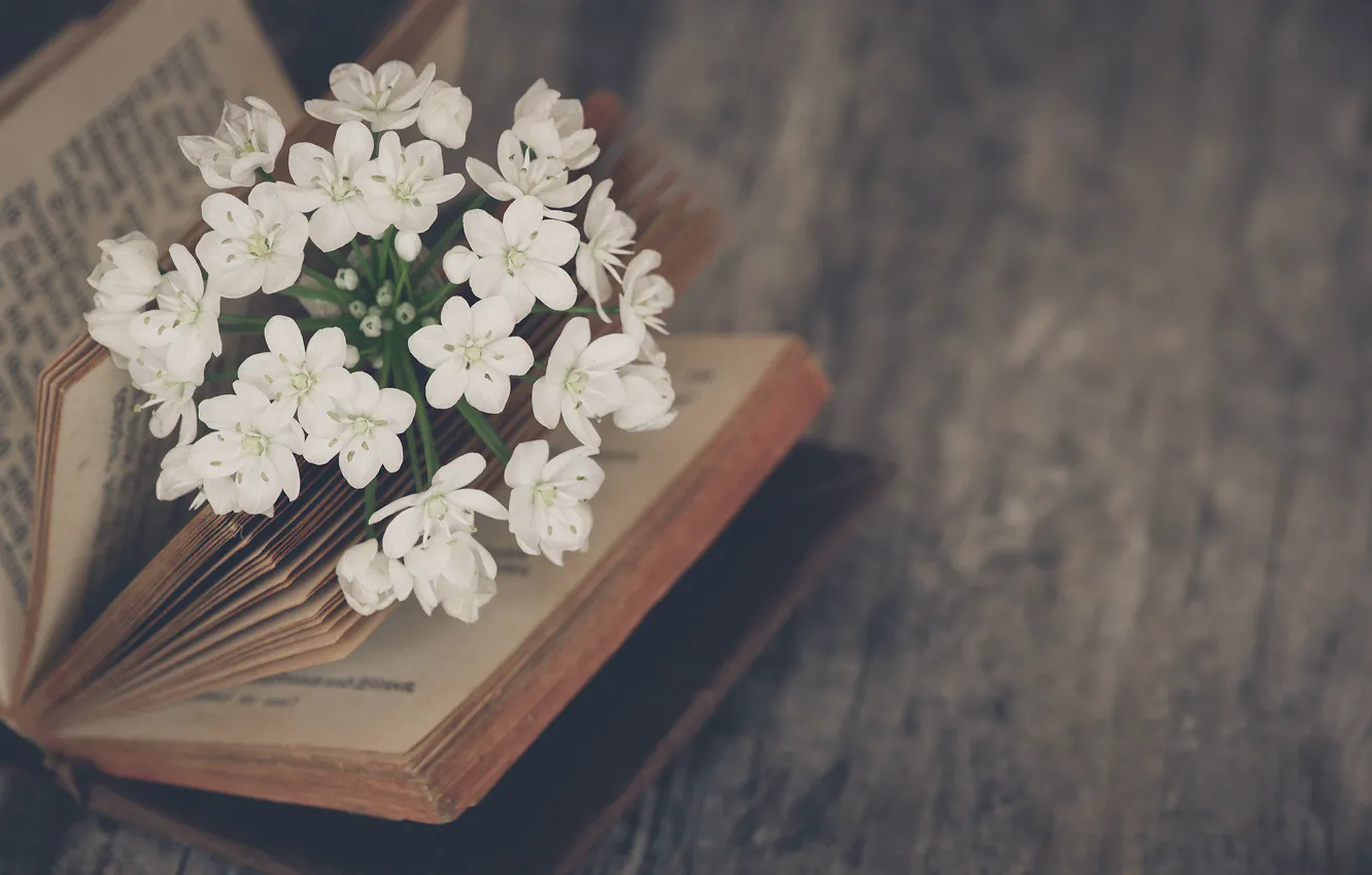 Фото обои цветы, настроение, книга, жасмин