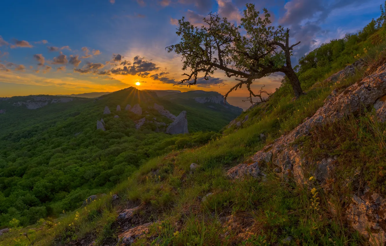 Фото обои лес, закат, горы, дерево, Россия, Крым, Крымские горы