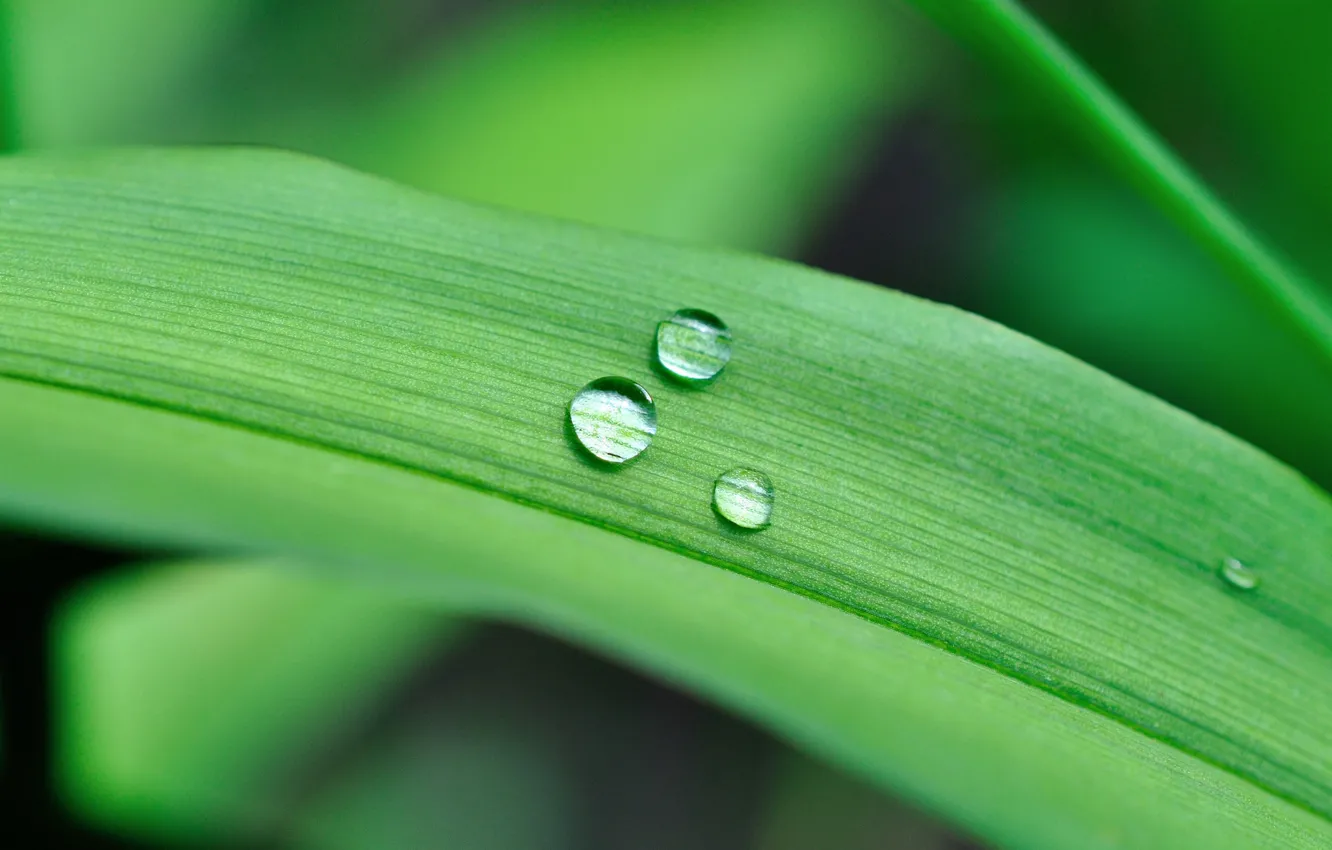 Фото обои green, drops, leaf