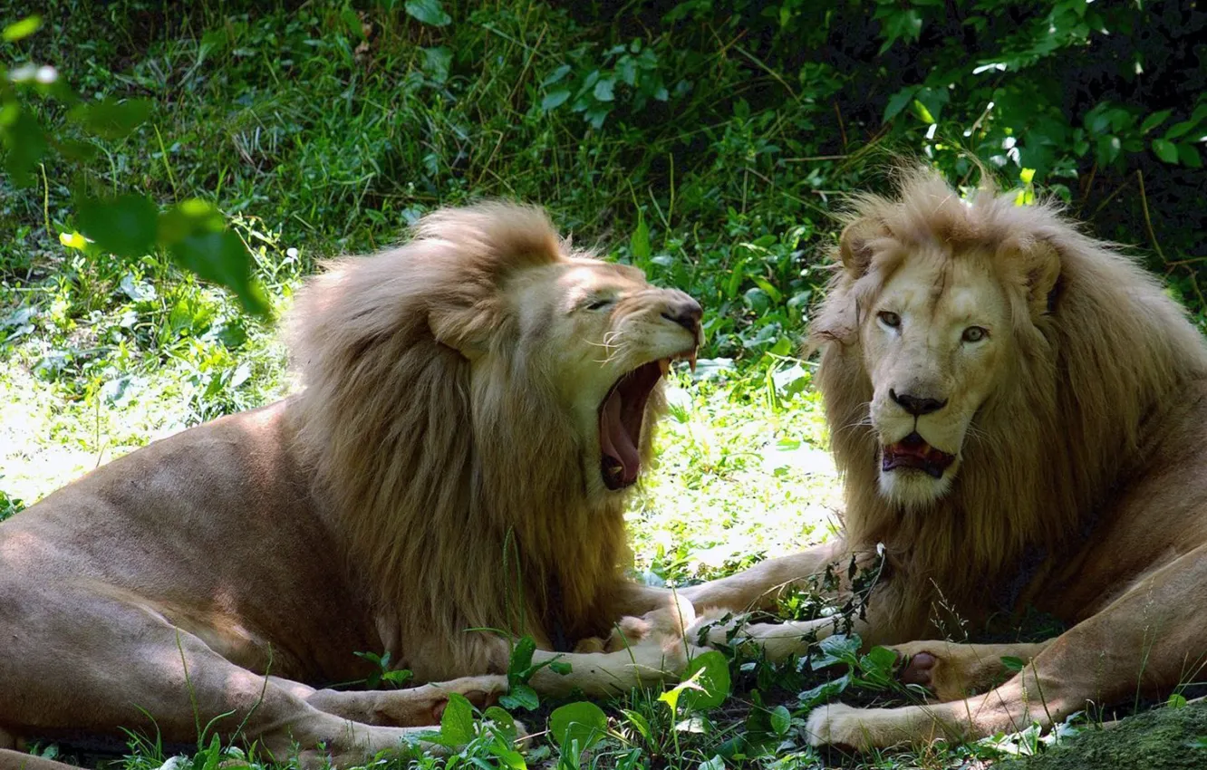 Фото обои lion, animal, wildlife, big cats, leones