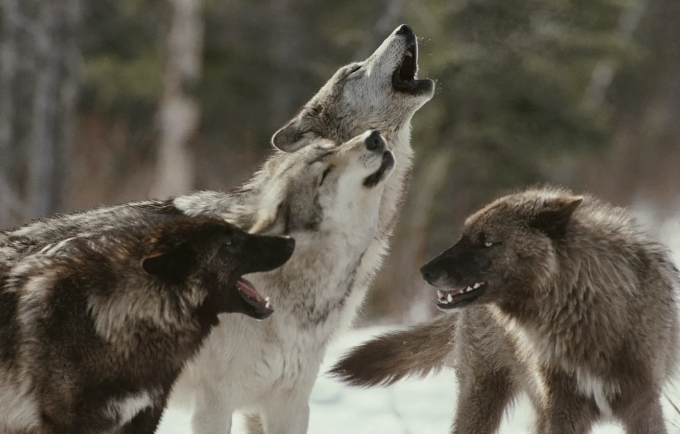 Фото обои nature, predator, animal, wolf, wildlife, portrait, portrait., Canis lupus. face
